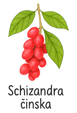 Schizandra čínská